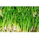ÇAŞUR (ÇAŞIR)5kg bidon NET 2 kg