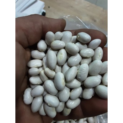 ARTVİN ÖZEL SEKER FASULYESİ 1KG iri boy ARTVİN ÖZEL SEKER FASULYESİ 1KG iri boy