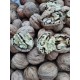 ARTVİN ŞAVŞAT CEVİZİ KABUKLU 1KG ARTVİN ŞAVŞAT CEVİZİ KABUKLU 1KG