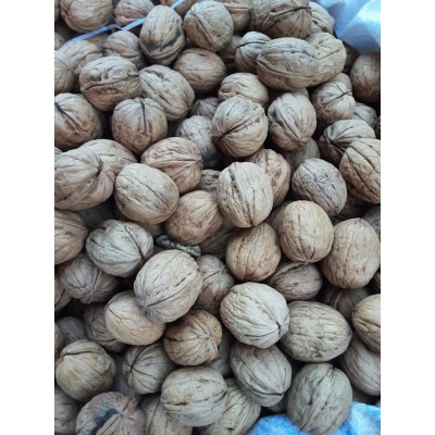ARTVİN ŞAVŞAT CEVİZİ KABUKLU 1KG ARTVİN ŞAVŞAT CEVİZİ KABUKLU 1KG