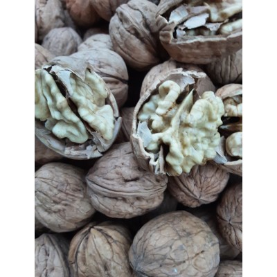 ARTVİN ŞAVŞAT CEVİZİ KABUKLU 1KG ARTVİN ŞAVŞAT CEVİZİ KABUKLU 1KG