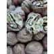 ARTVİN ŞAVŞAT CEVİZİ KABUKLU 1KG ARTVİN ŞAVŞAT CEVİZİ KABUKLU 1KG