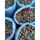 ARTVİN ŞAVŞAT CEVİZİ KABUKLU 1KG ARTVİN ŞAVŞAT CEVİZİ KABUKLU 1KG