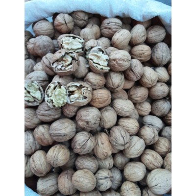 ARTVİN ŞAVŞAT CEVİZİ KABUKLU 1KG ARTVİN ŞAVŞAT CEVİZİ KABUKLU 1KG
