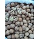 ARTVİN ŞAVŞAT CEVİZİ KABUKLU 1KG ARTVİN ŞAVŞAT CEVİZİ KABUKLU 1KG
