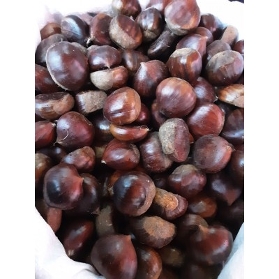 KESTANE ARTVİN KESTANESİ 1 KG KESTANE ARTVİN KESTANESİ 1 KG