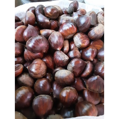 KESTANE ARTVİN KESTANESİ 1 KG KESTANE ARTVİN KESTANESİ 1 KG