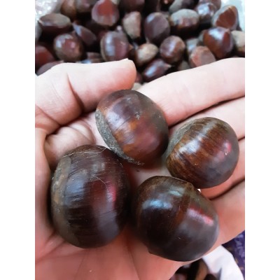 KESTANE ARTVİN KESTANESİ 1 KG KESTANE ARTVİN KESTANESİ 1 KG