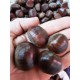KESTANE ARTVİN KESTANESİ 1 KG KESTANE ARTVİN KESTANESİ 1 KG