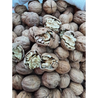 ARTVİN ŞAVŞAT CEVİZİ KABUKLU 1KG ARTVİN ŞAVŞAT CEVİZİ KABUKLU 1KG
