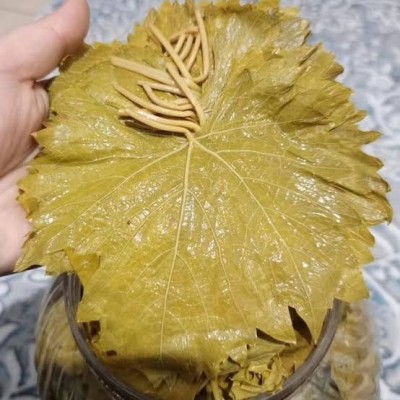 ARTVİN ÜZÜM(asma) YAPRAK SALAMURA 3 kglik bidon YENI SEZON