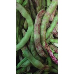 ARTVİN TAZE FASULYE( DENLİ Telsiz kılçıksız)1 kg