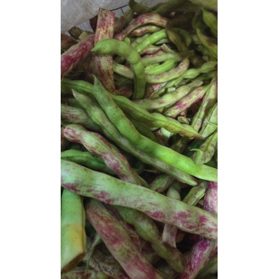 ARTVİN TAZE FASULYE( DENLİ Telsiz kılçıksız)1 kg