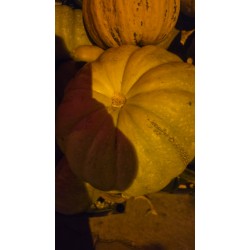 ARTVİN YÖRESEL KABAK 1 kg