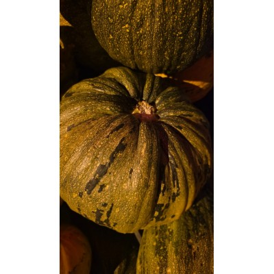 ARTVİN YÖRESEL KABAK 1 kg