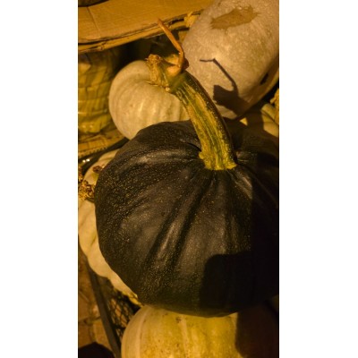 ARTVİN YÖRESEL KABAK 1 kg