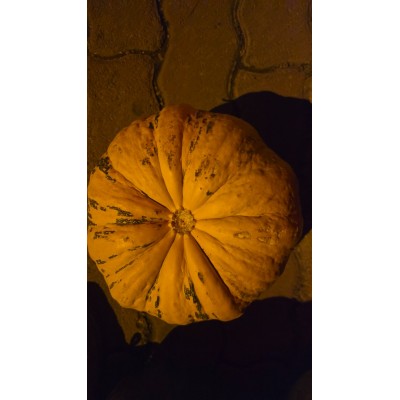 ARTVİN YÖRESEL KABAK 1 kg