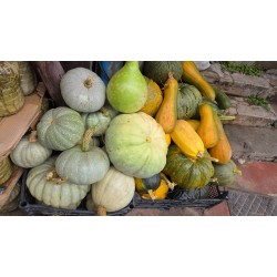 ARTVİN YÖRESEL KABAK 1 kg