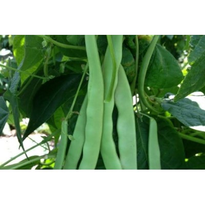 ARTVIN TAZE FASULYESİ  TELSIZ FASULYE 1KG (sırık fasulyesi)