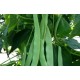 ARTVIN TAZE FASULYESİ  TELSIZ FASULYE 1KG (sırık fasulyesi)