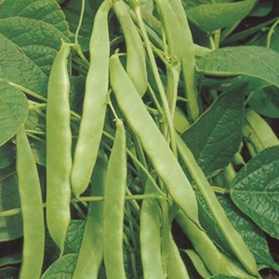 ARTVIN TAZE FASULYESİ  TELSIZ FASULYE 1KG (sırık fasulyesi)