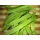 ARTVIN TAZE FASULYESİ TELSIZ FASULYE 1KG (sırık fasulyesi) ARTVIN TAZE FASULYESİ TELSIZ FASULYE 1KG (sırık fasulyesi)