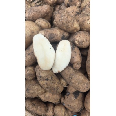 ARTVİN BEYAZ PATATES 1 kg(yeni sezon)taze