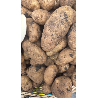 ARTVİN BEYAZ PATATES 1 kg(yeni sezon)taze