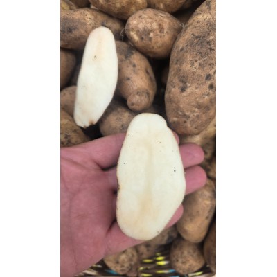 ARTVİN BEYAZ PATATES 1 kg(yeni sezon)taze