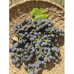 KOKULU ÜZÜM İZEBELLA  1 KG