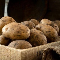 ARTVİN BEYAZ PATATES 1 kg(yeni sezon)taze